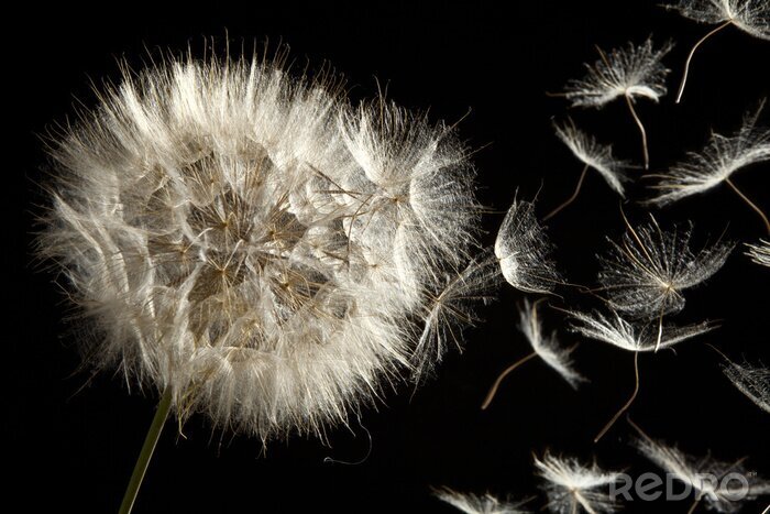 Fotobehang Donzige paardenbloem op een zwarte achtergrond