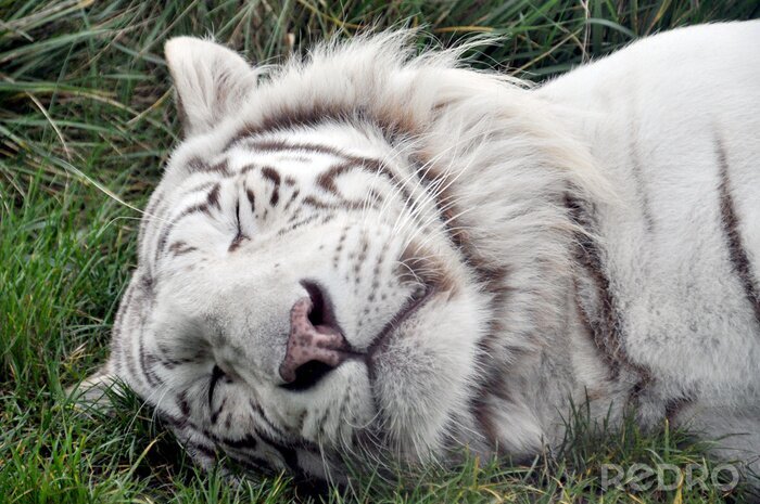 Fotobehang Donzige tijger op het gras