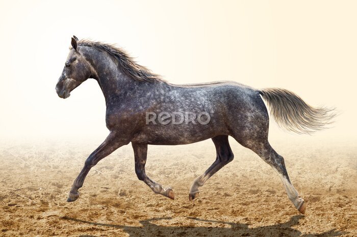 Fotobehang Dravend grijs paard
