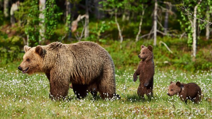 Fotobehang Drie bruine beren