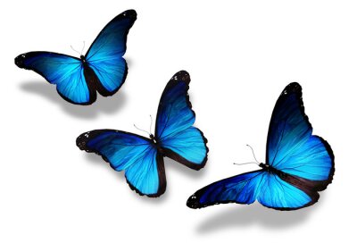 Fotobehang Drie donkerblauwe vlinders