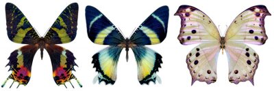 Drie exotische vlinders in opvallende kleuren