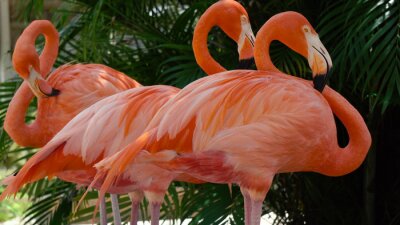 Fotobehang Drie flamingo's in een dierentuin