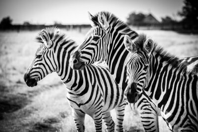 Fotobehang Drie gestreepte zebra's