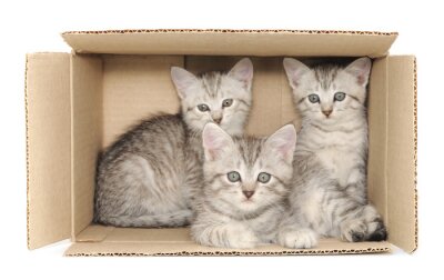 Fotobehang Drie kittens in een kartonnen doos