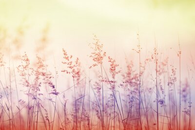 Fotobehang Drie kleuren gras