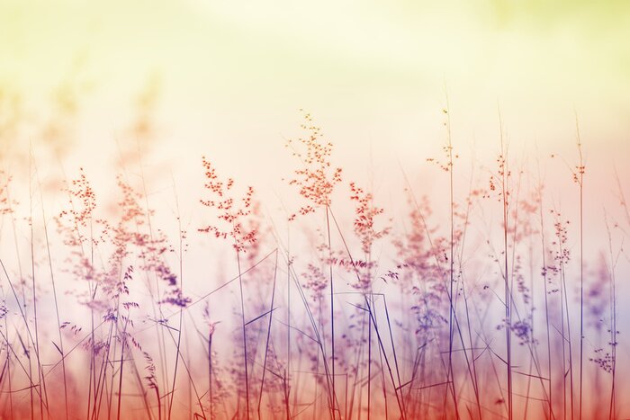 Fotobehang Drie kleuren gras