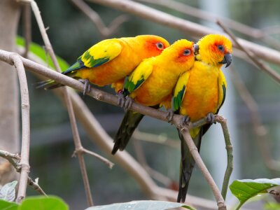 Fotobehang Drie knuffelende vogels