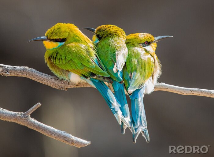 Fotobehang Drie knuffelende vogeltjes