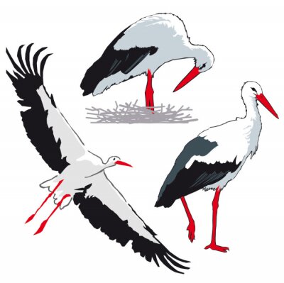 Fotobehang Drie ooievaars op witte achtergrond