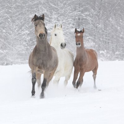 Drie paarden in de winter