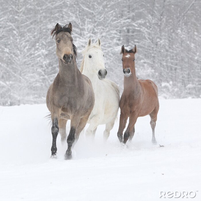 Fotobehang Drie paarden in de winter