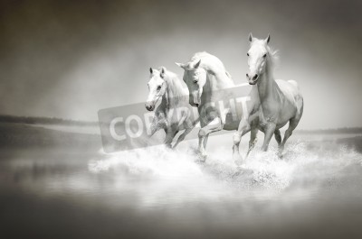 Fotobehang Drie paarden in het water