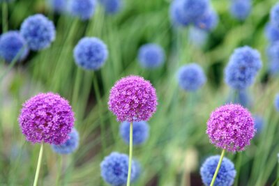 Fotobehang Drie roze bloemen op een blauwe achtergrond