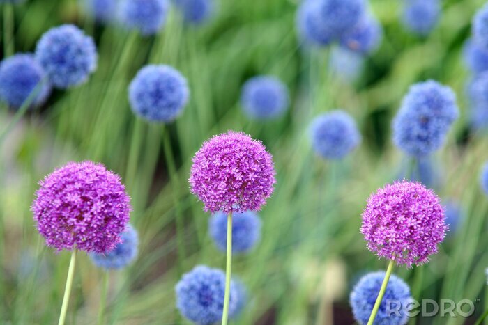 Fotobehang Drie roze bloemen op een blauwe achtergrond