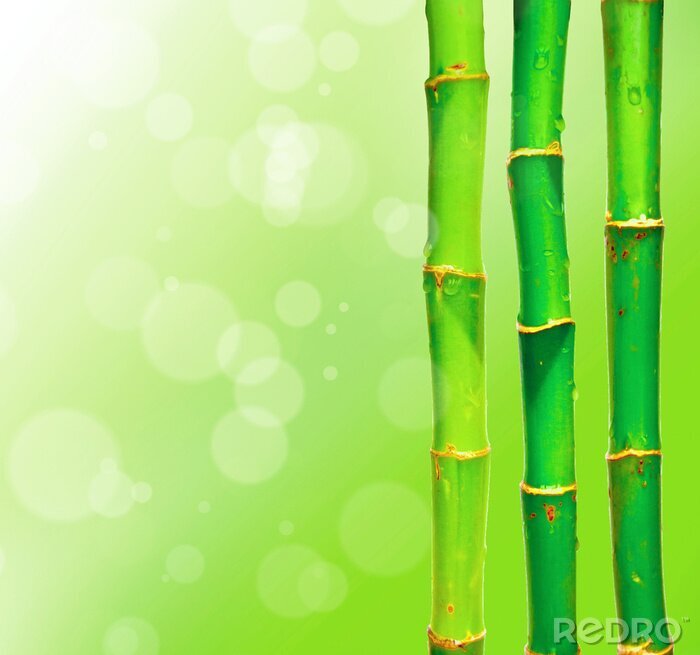 Fotobehang Drie scheuten bamboe