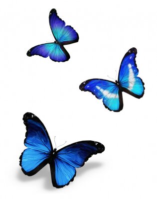 Fotobehang Drie vliegende vlinders