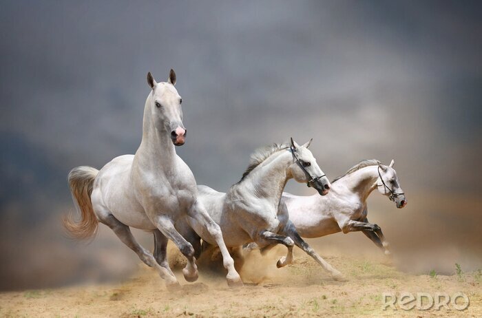 Fotobehang Drie witte paarden galopperen