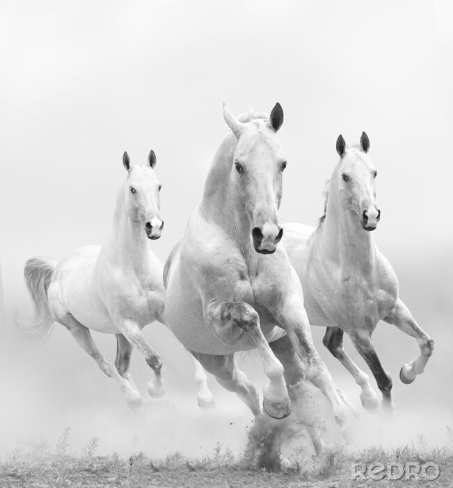 Fotobehang Drie witte paarden in galop