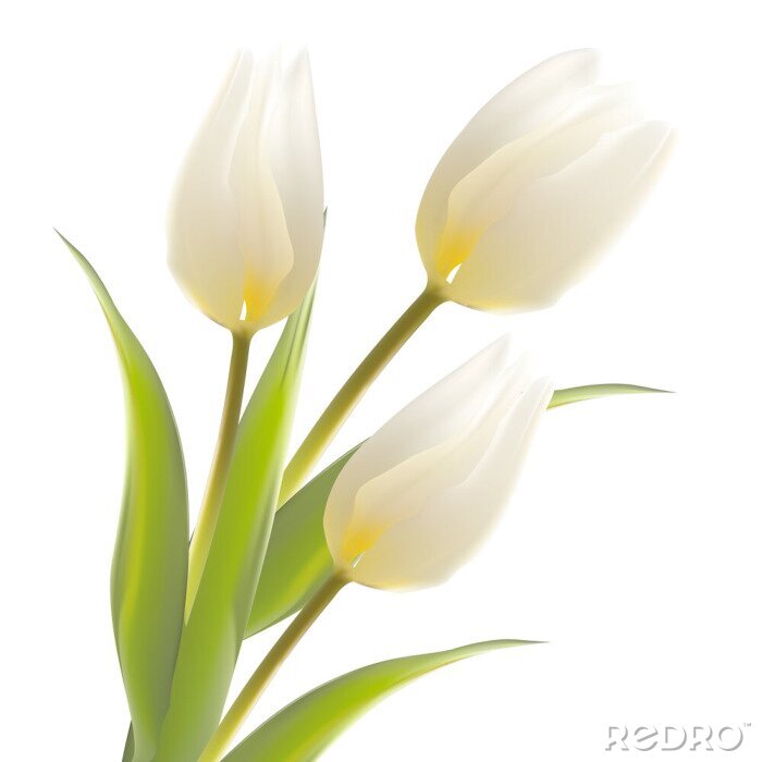 Fotobehang Drie witte tulpen