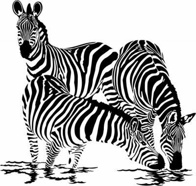 Drie zebra water drinken