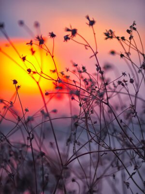 Fotobehang Droge bloemen op een achtergrond zonsondergang