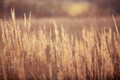 Fotobehang Droog gras en herfstnatuur