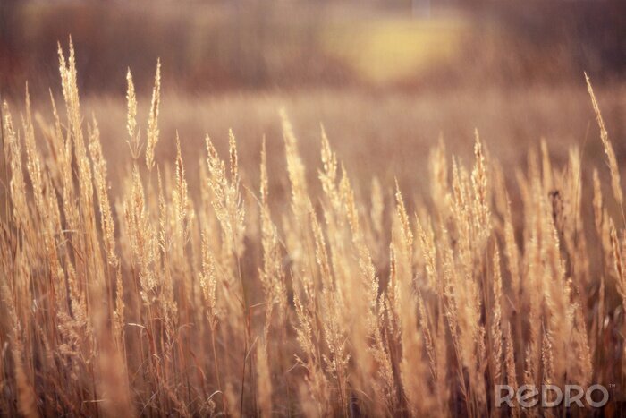 Fotobehang Droog gras en herfstnatuur