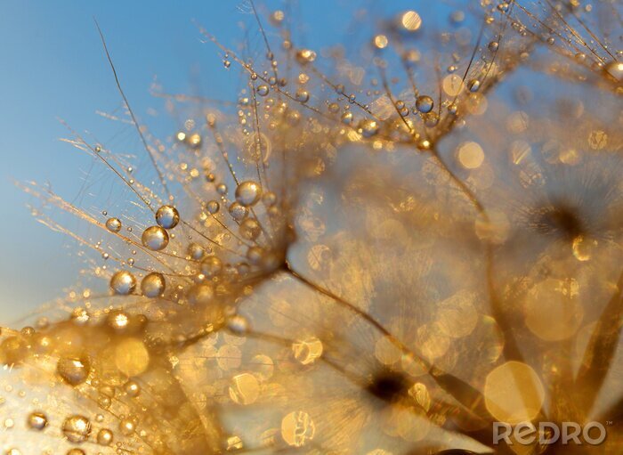 Fotobehang Druppels water op een paardebloem