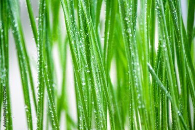 Fotobehang Druppels water op groen gras