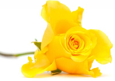 Fotobehang Duidelijk zichtbare gele roos