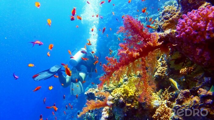 Fotobehang Duiken en koraalrif