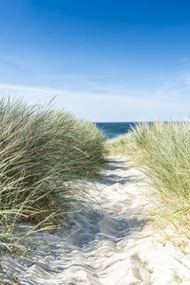 Fotobehang Duinen en planten aan zee