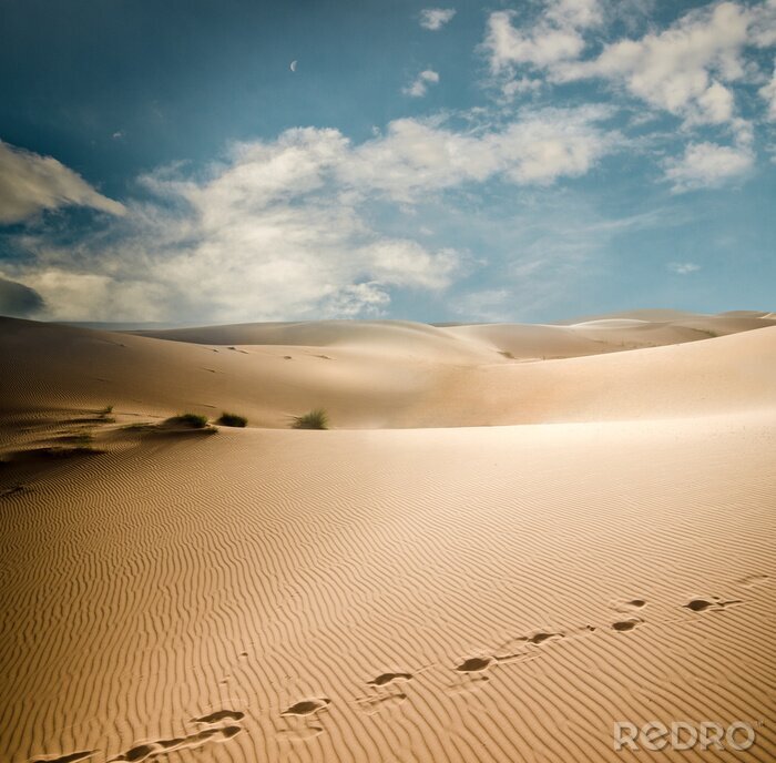 Fotobehang Duinen van de Sahara