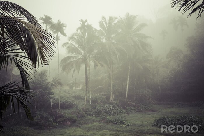 Fotobehang Duister zicht op de tropen