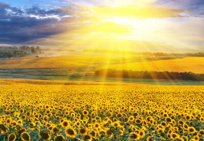 Fotobehang Duizenden zonnebloemen op een veld