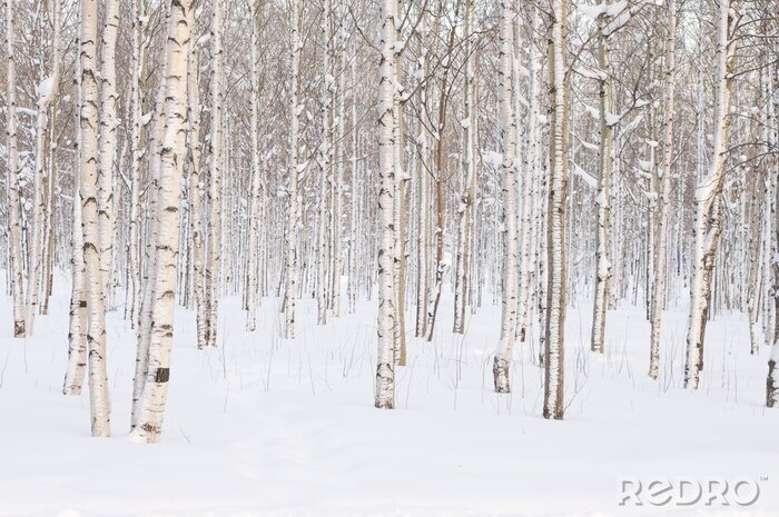 Fotobehang Dunne berkenbomen in de winter