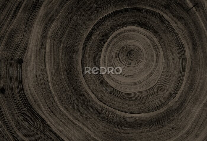 Fotobehang Dwarsdoorsnede van donker hout