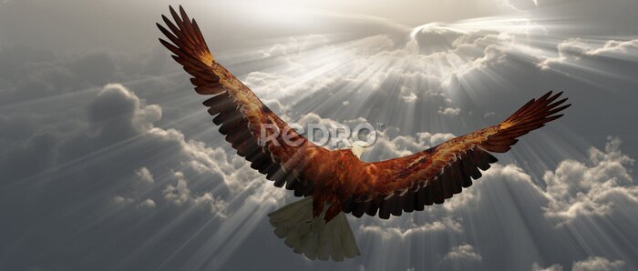 Fotobehang Een adelaar die boven de wolken vliegt