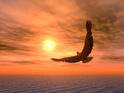 Fotobehang Een adelaar op de achtergrond van de ondergaande zon