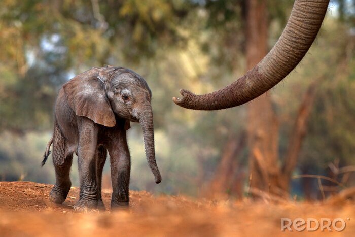 Fotobehang Een baby olifant in Afrika