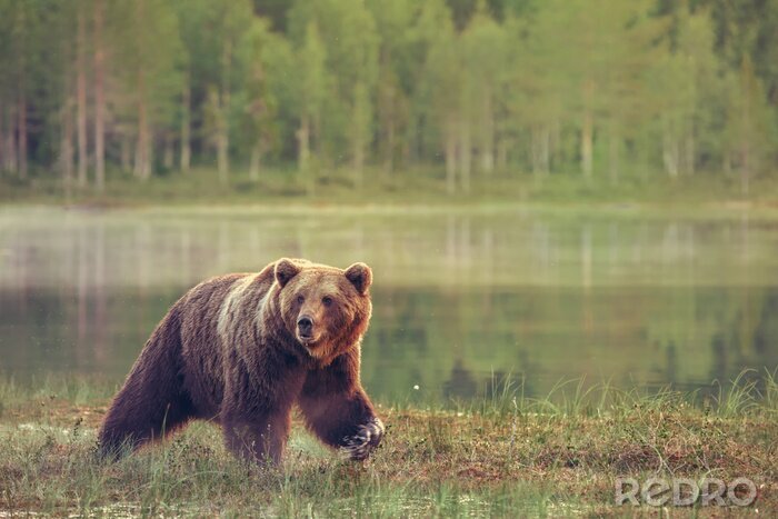 Fotobehang Een beer tegen de achtergrond van een meer en een boslandschap