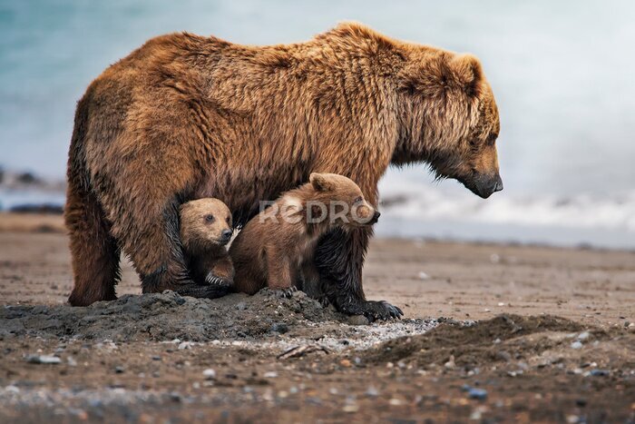 Fotobehang Een berenfamilie in hun natuurlijke habitat