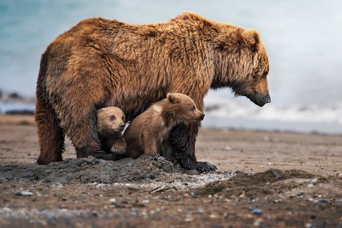 Fotobehang Een berenfamilie in hun natuurlijke habitat