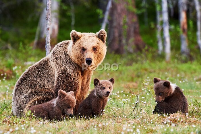 Fotobehang Een berenfamilie op een groene open plek in het bos