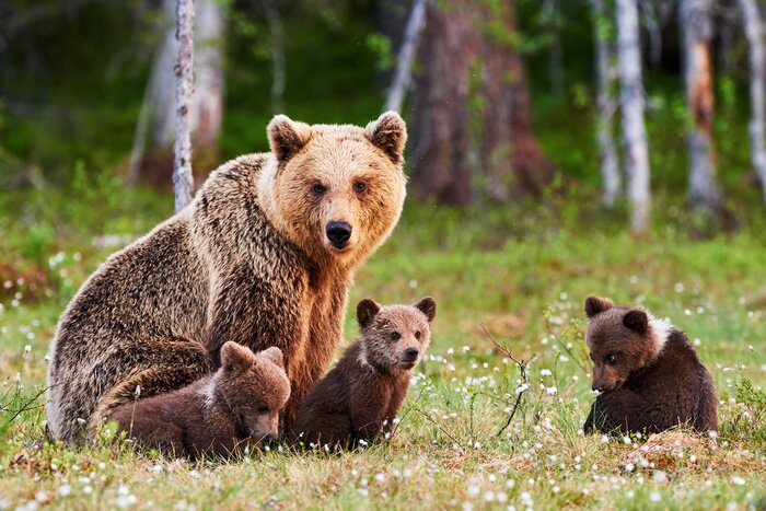 Fotobehang Een berenfamilie op een groene open plek in het bos