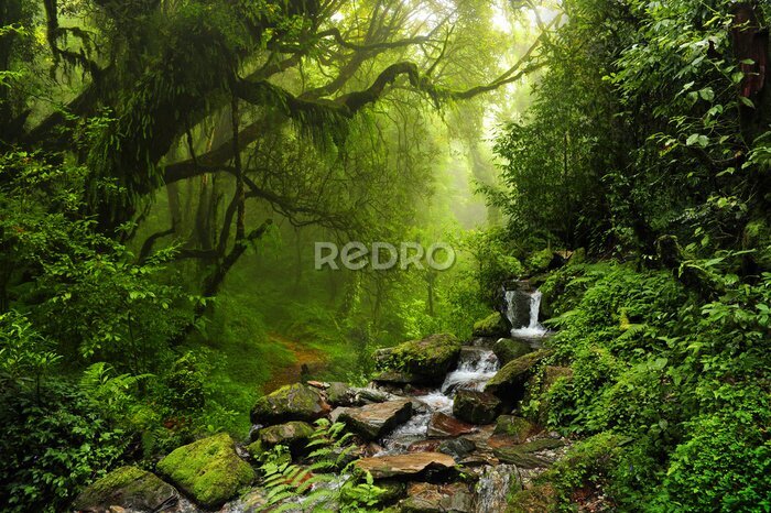 Fotobehang Een bergbeek in een kruidachtig bos