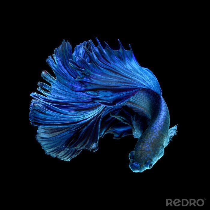 Fotobehang Een blauwe vis met een weelderige staart