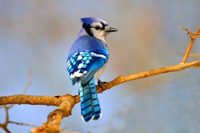 Een blauwe vogel op een tak