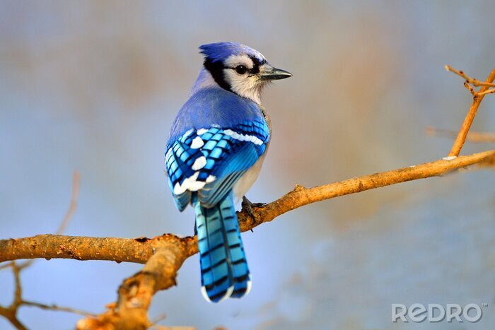 Fotobehang Een blauwe vogel op een tak